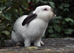 Image of a rabbit in front of some leaves