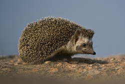 Image of a hedgehog on a blue background