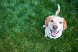 Image of a dog smiling in some grass