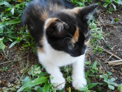 Image of a kitten outdoors