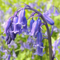 Image of a drooping purple flower